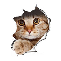 Cat 1